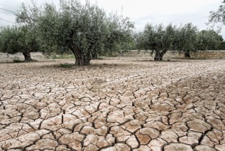 Ante la pertinaz sequía, la Iglesia de Jaén pide oraciones por la lluvia