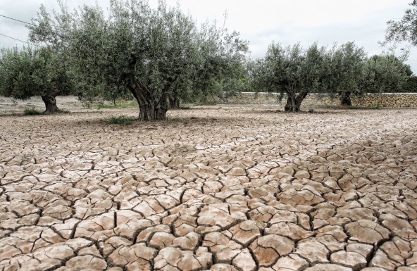 Ante la pertinaz sequía, la Iglesia de Jaén pide oraciones por la lluvia