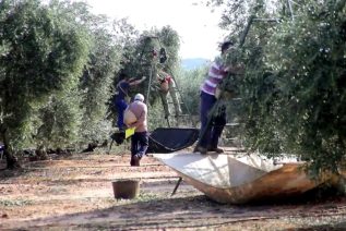 Cáritas Interparroquial de Jaén lamenta la improvisación en la atención a los temporeros