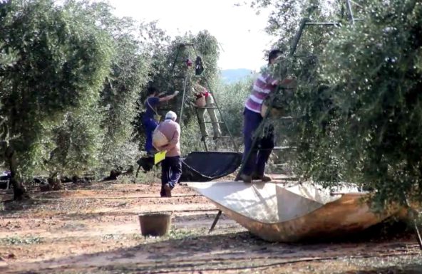 Cáritas Interparroquial de Jaén lamenta la improvisación en la atención a los temporeros